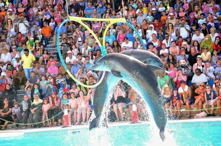 Dolphin Show Hurghada vanuit Makadi Bay | Dolfijnenshow