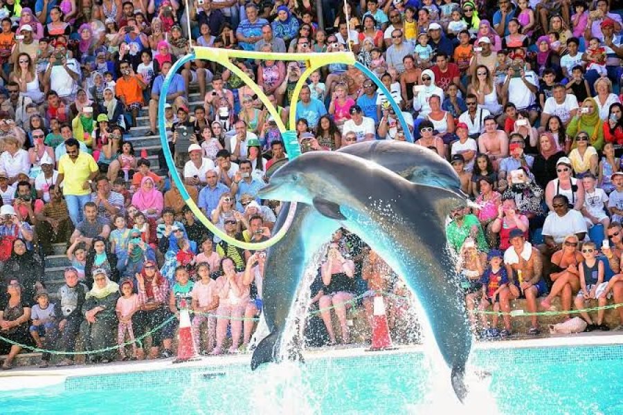 Dolphin Show у Шарм-ель-Шейху | Найкраще шоу дельфінів у Єгипті з трансфером