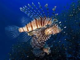 Ryby Morza Czerwonego