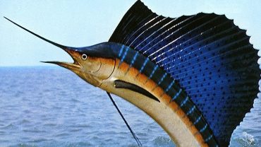 Der Fächerfisch | Gefährliche Fische Rotes Meer | Tauchsafari Ägypten