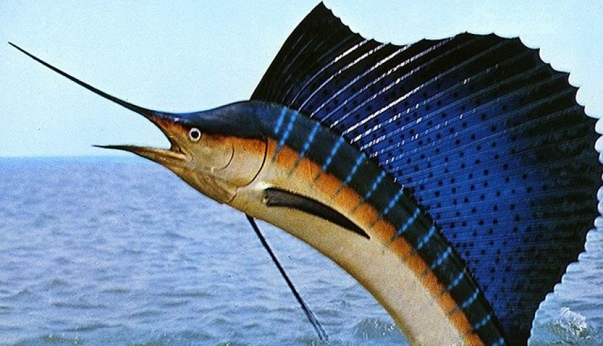 Hurghada trips Gefährliche Fische Rotes Meer | Tauchsafari Ägypten