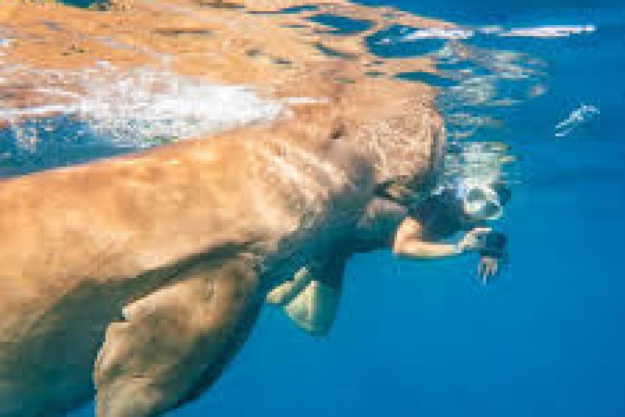 Snorkeling ad Abu Dabbab da Marsa Alam