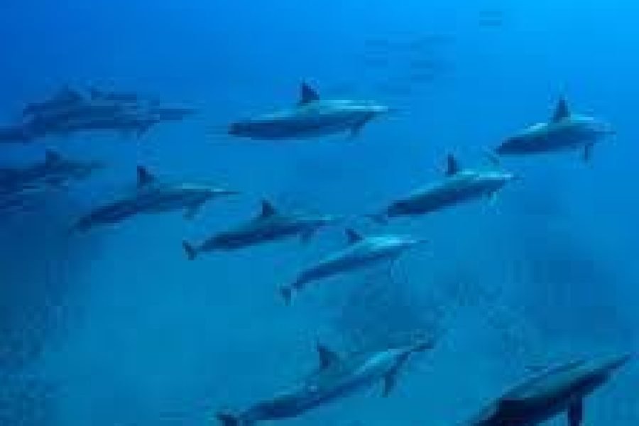 Marsa Alam Turları ve Gezileri 2026