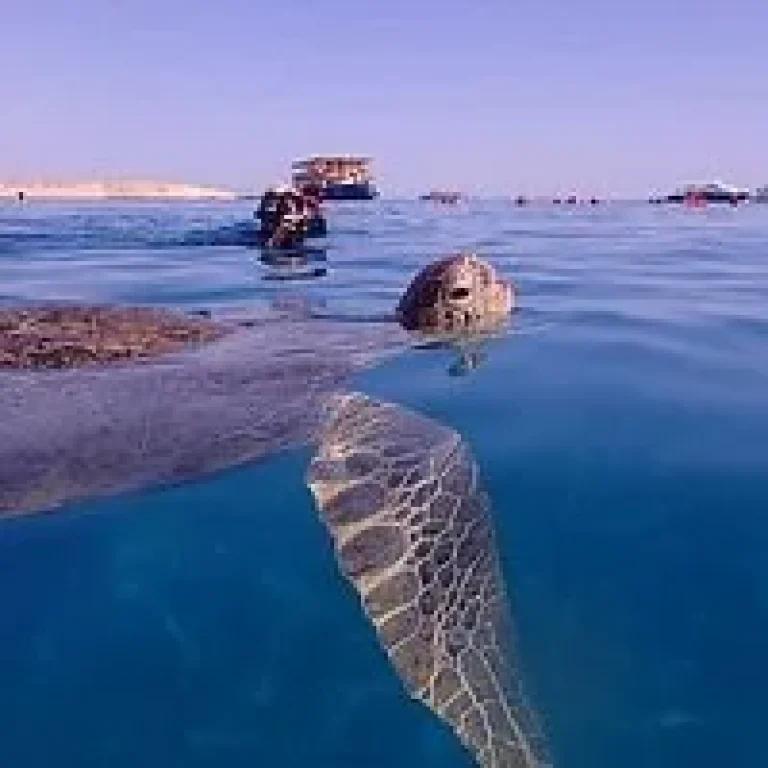 Marsa Mubarak Snorkeling Trip from Port Ghalib