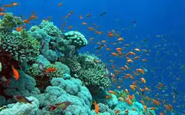 Nefertari Boat Marsa Alam | Semissubmarino, Snorkel e Jantar no Mar Vermelho