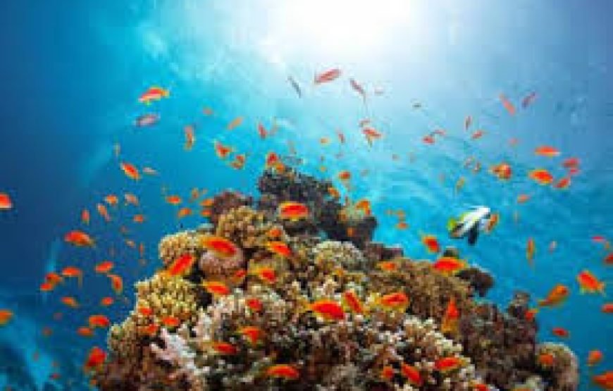 Ras Mohammed & White Island Luxury Yacht Cruise from Sharm El Sheikh