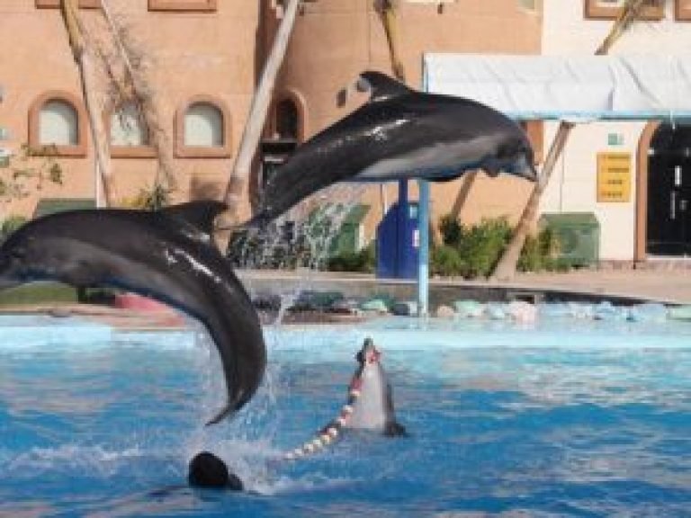 Dolphin Show Hurghada saindo de Makadi Bay | Golfinhos
