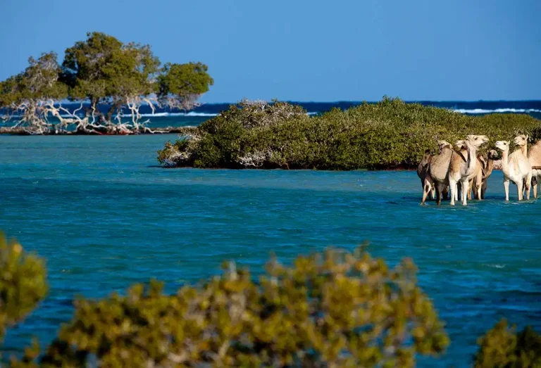 Wadi El Gemal din Port Ghalib – Aventură în deșert și experiență beduină