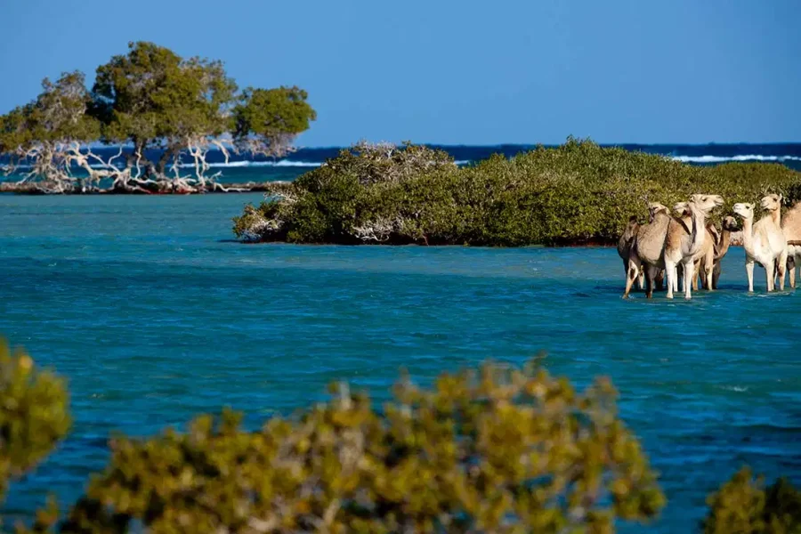 Wadi El Gemal Excursions in Portghalib