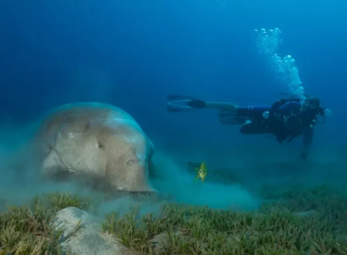 Abu Dabbab Dugong De La Bahía De Portghalib