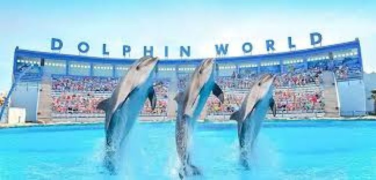 Дельфинарий Шарм-эль-Шейха и плавание с дельфинами | Dolphina Park опыт