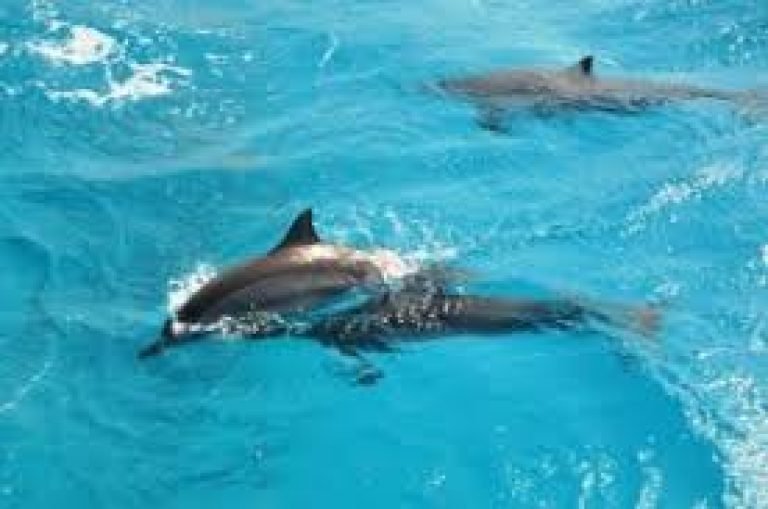 Delfinario Sharm El Sheikh & Nado con Delfines | Dolphina Park Experiencia