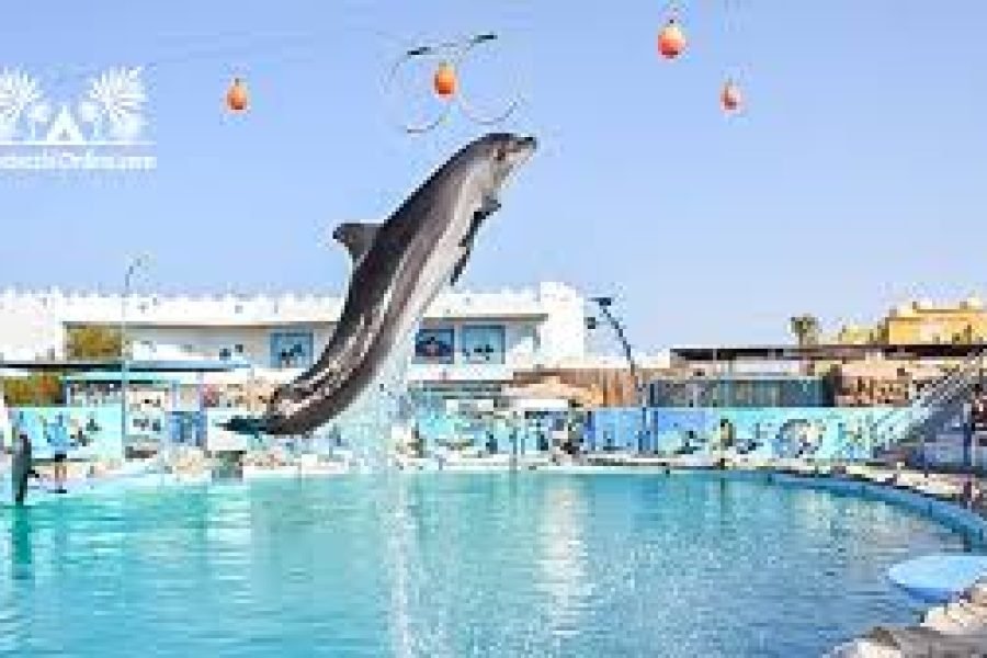 Pokaz Delfinów w Hurghadzie z Makadi Bay