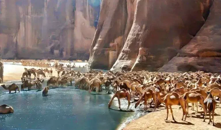 Wadi El Gemal saindo de Port Ghalib | Safari 4×4, Beduínos & Parque Nacional