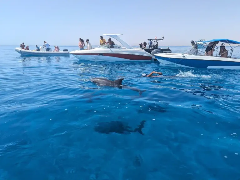 Excursion en Speedboat au Dolphin House depuis El Gouna | Dauphins & Snorkeling