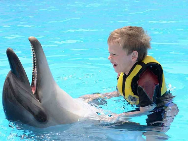 Swim with Dolphins from Makadi Bay – Private Dolphin Experience