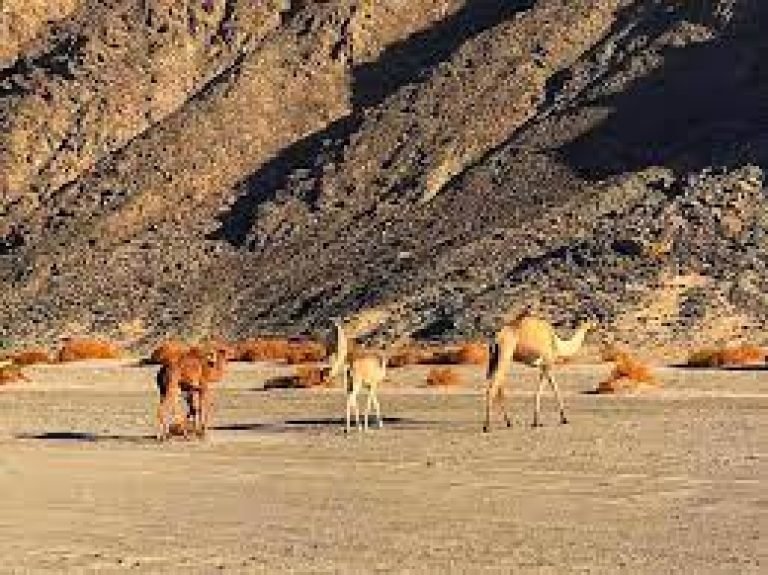 Wadi El Gemal Excursie vanuit Port Ghalib | 4×4 Woestijnsafari & Bedoeïenendorp