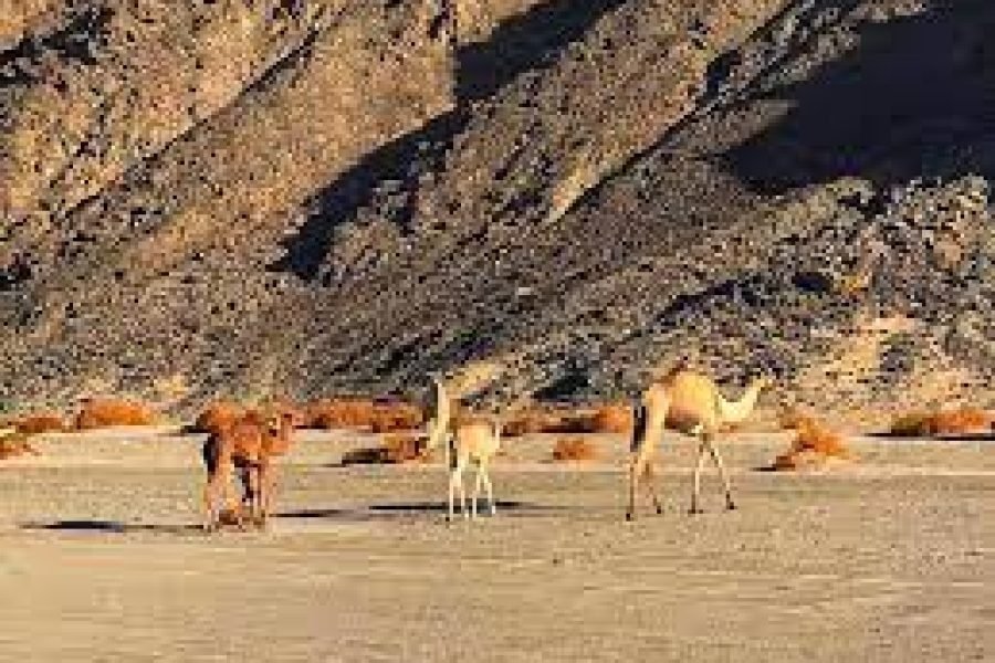Wadi El Gemal Excursions in Portghalib
