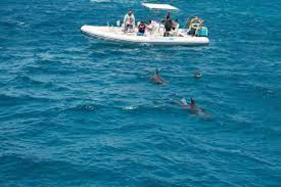 Private Speedboat Trip to Dolphin House from Makadi Bay
