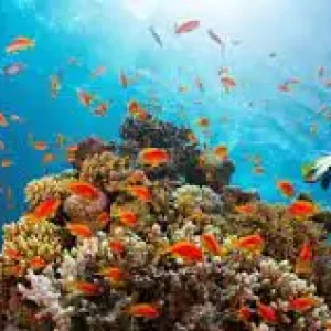 Sharm El Naga Bay Snorkeling Trip from Makadi Bay