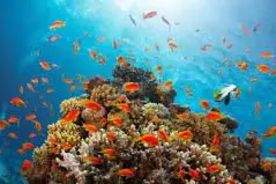 Sharm El Naga Bay Snorkeling Trip from Makadi Bay