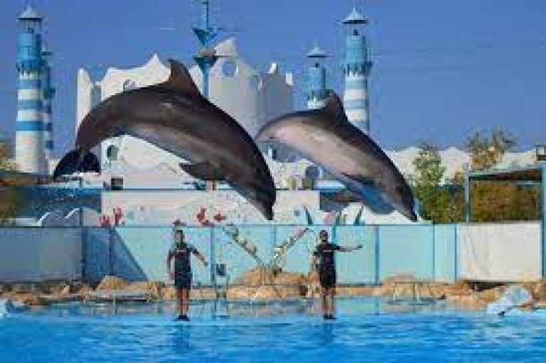 Dolphin Show  from Soma bay and safaga