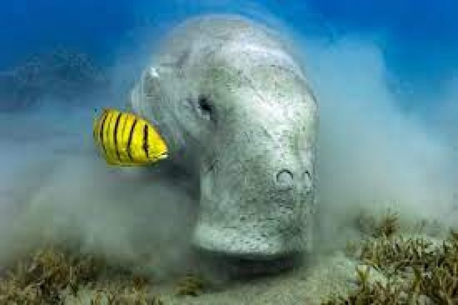 Abu Dabbab Dugong Bay Portghalib