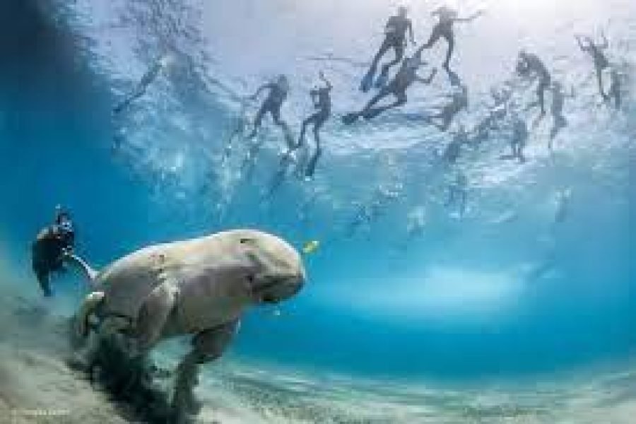 Abu Dabbab Dugong Bay Portghalib