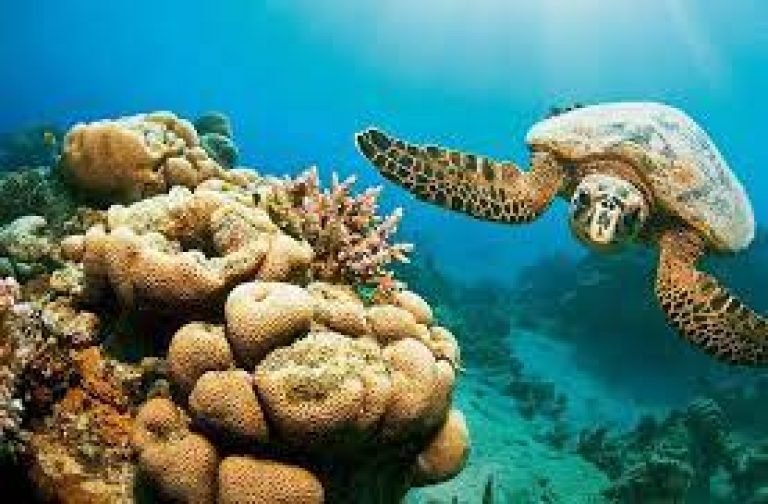 Excursion Snorkeling Marsa Mubarak depuis Port Ghalib — Nage avec les Tortues Marines