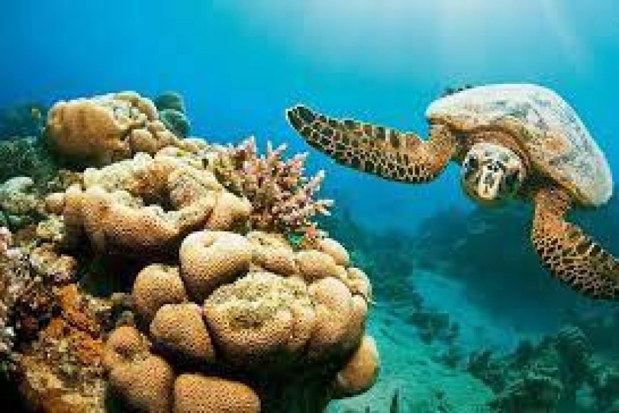 Port Ghalib Tours to Sharm El Luli Snorkeling Tours