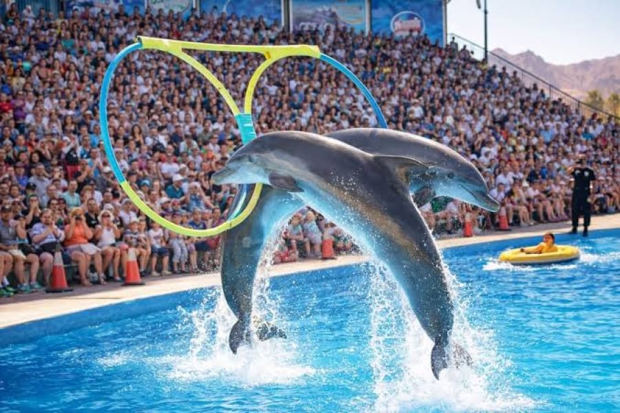 Delfinarijum Šarm el Šeik – predstava i plivanje sa delfinima