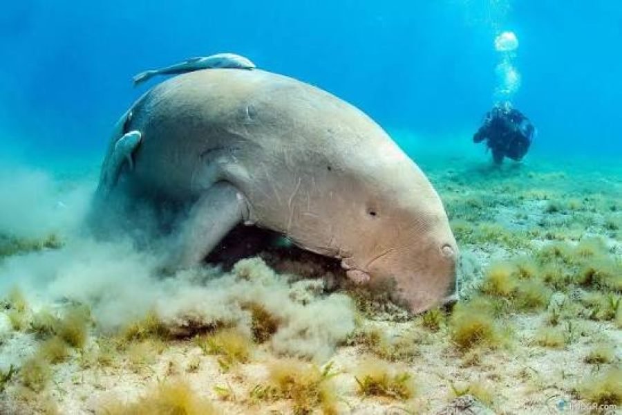 Abu Dabbab vanuit El Gouna: Doejong