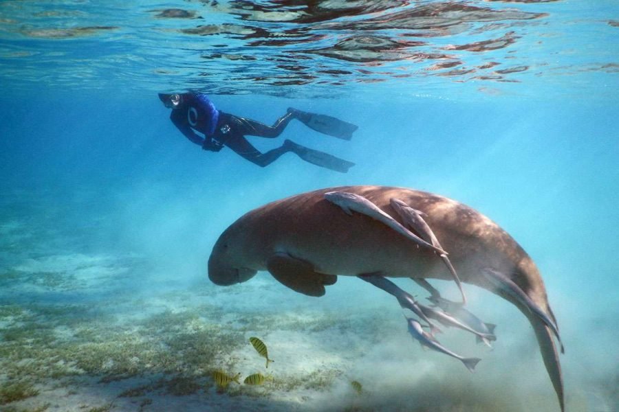 Abu Dabbab Dugong Bay Portghalib