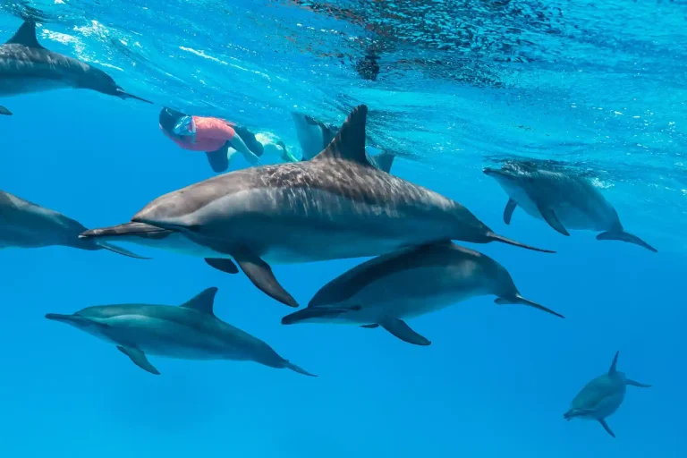Group Dolphin Trip from Makadi Bay – Swim with Dolphins in the Red Sea
