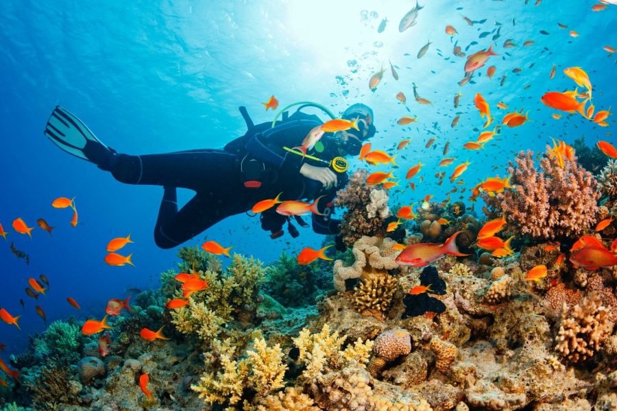 Makadi Bay Scuba Diving Trip