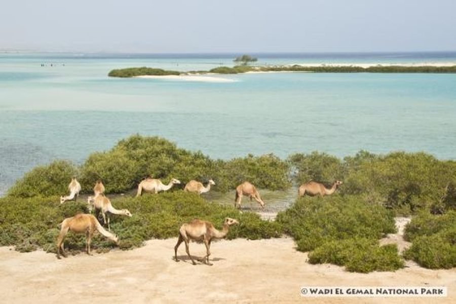 Wadi El Gemal Excursions in Portghalib
