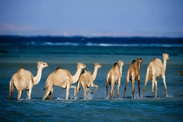 Excursion à Wadi El Gemal depuis Marsa Alam | Safari 4×4, désert & mines d’émeraude