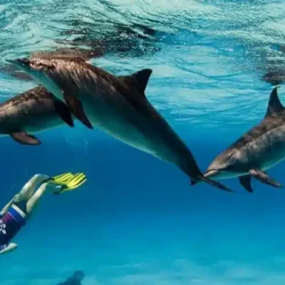 Dolphin Trips from El Quseir & Marsa Alam
