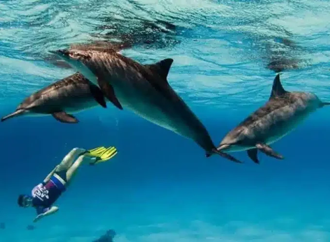 Snorkeling Excursion from El Quseir to Sataya (Satayah) Dolphin Reef — Full Day Trip