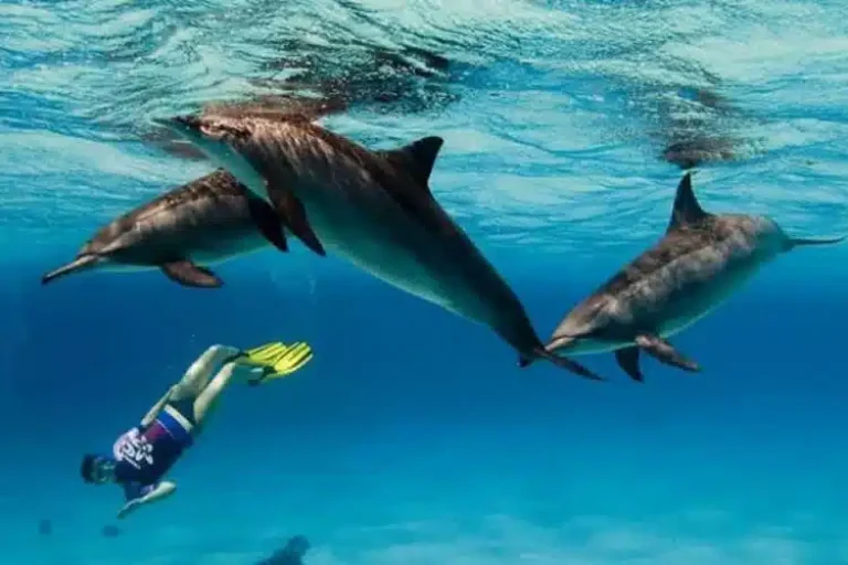 Sataya Dolphin Reef vanuit Port Ghalib | Snorkelen met Wilde Dolfijnen Rode Zee 2026