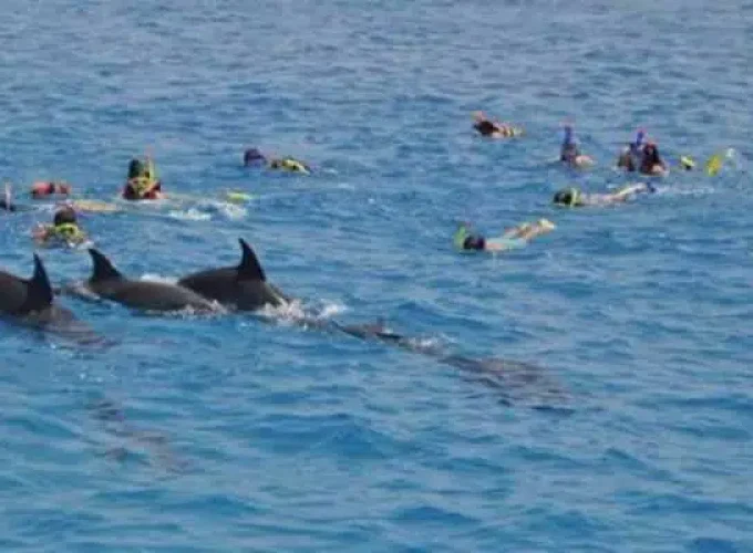 Nadar con los Delfines en el Mar desde la Bahía de Soma