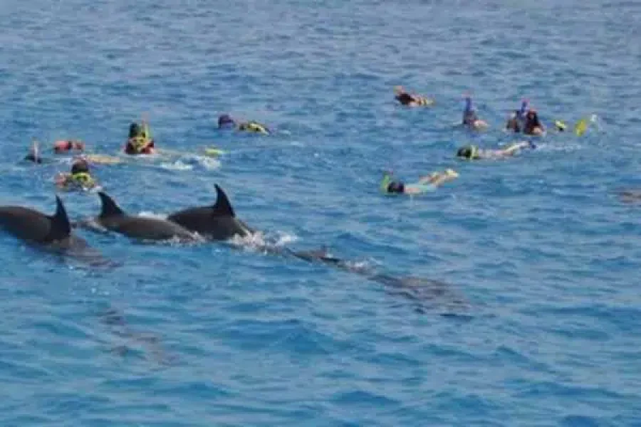 Swimming with Dolphins in the Sea from Soma Bay