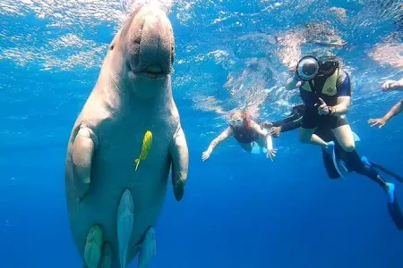 Abu Dabbab Snorkeling Trip from El Quseir