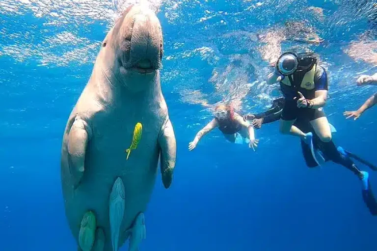 Escursione Snorkeling alle Isole Hamata da Port Ghalib | Barriere Coralline e Isole Vergini