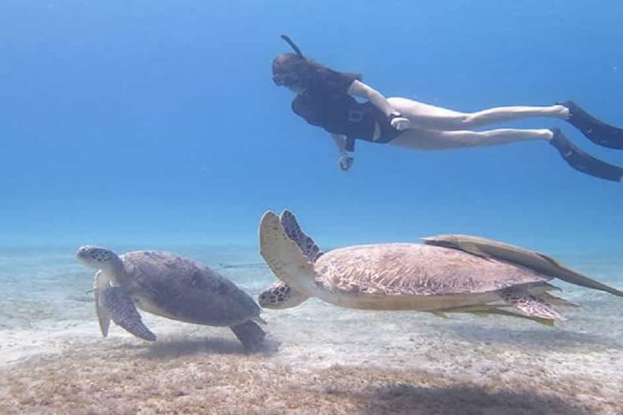 Abu Dabbab Bay Snorkeling Trip from Soma Bay
