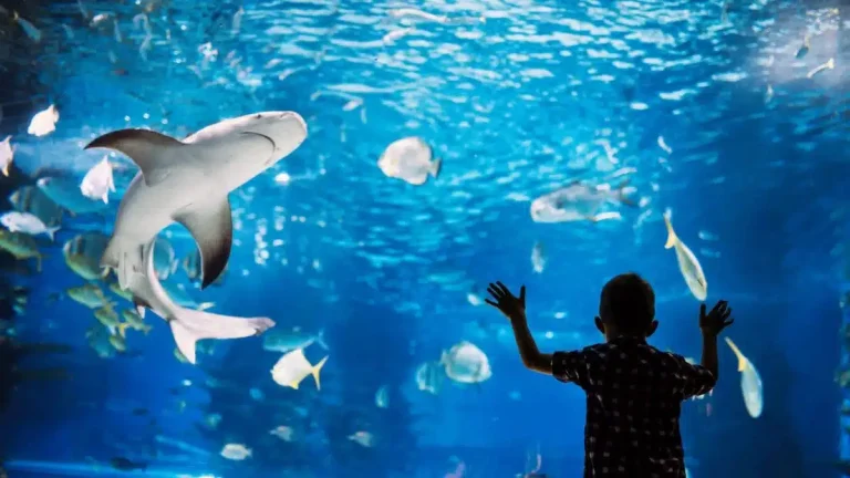 Hurghada Grand Aquarium vanuit Safaga – Aquarium Excursie