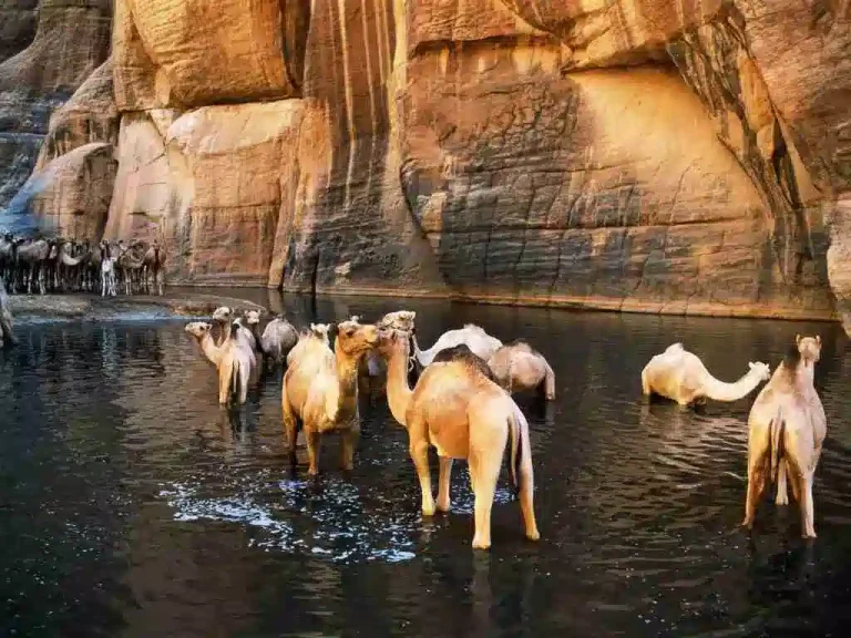 Wadi El Gem al Port Ghalib’den – Çöl Macerası ve Bedevi Deneyimi