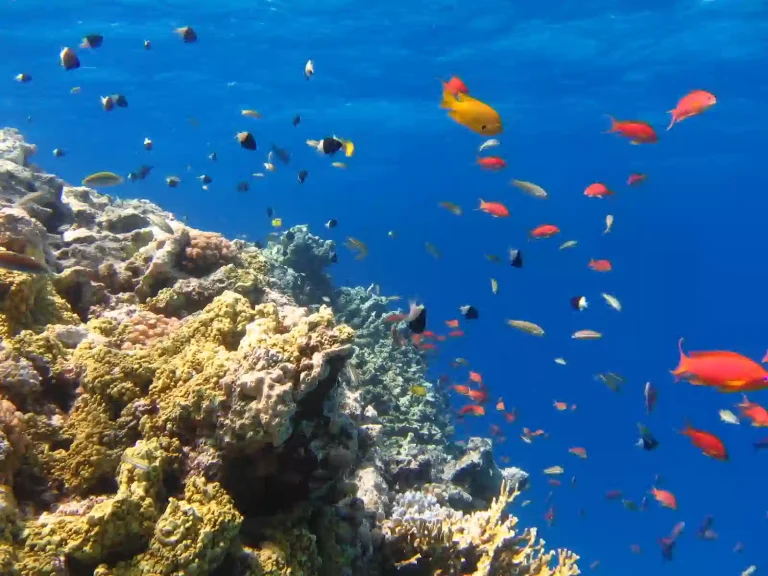 Snorkeling em Marsa Mubarak saindo de Port Ghalib | Tartarugas Marinhas