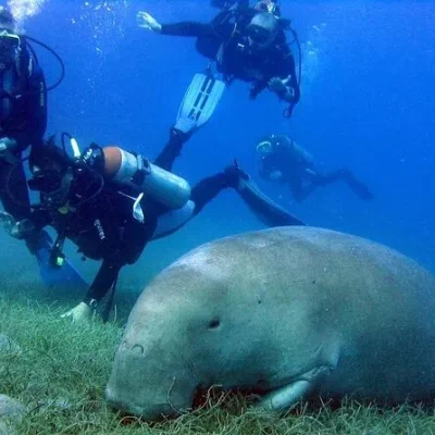 Diving Tours from El Quseir