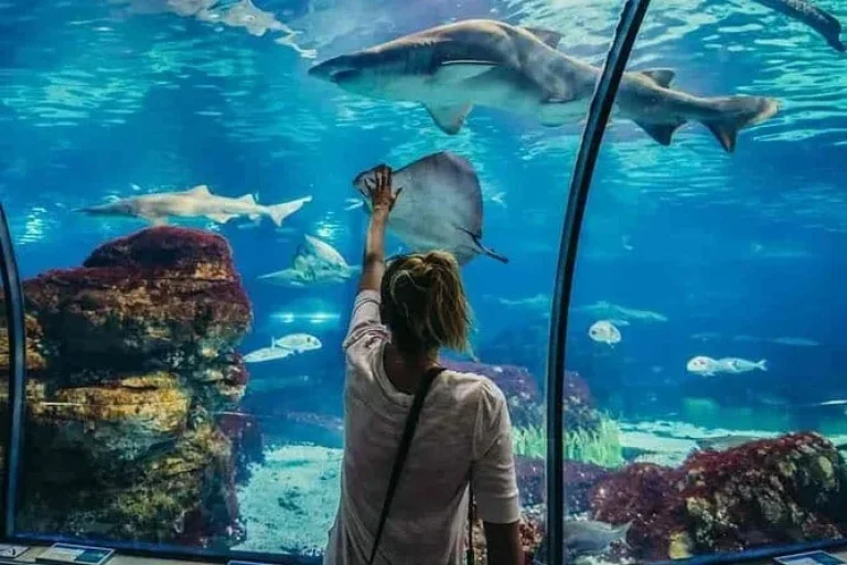 Excursion Hurghada Grand Aquarium depuis Safaga | Visite avec transfert inclus